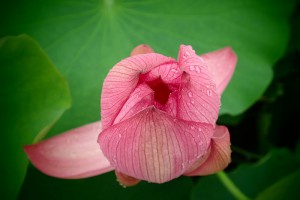 富加見正樹　花脈・水と栄養が通る道