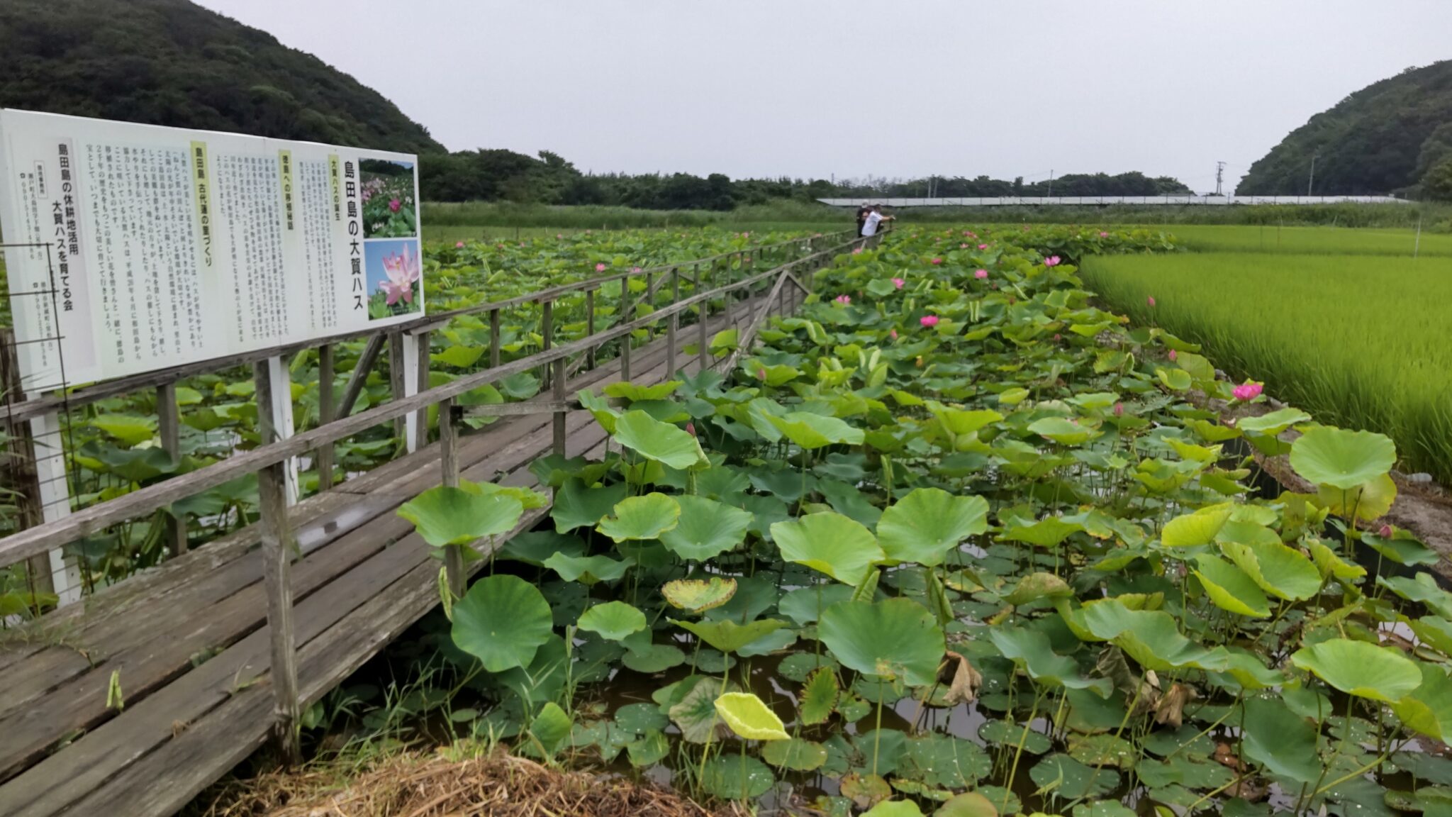 古代蓮の開花状況（2021年7月4日） | 島田島の古代蓮