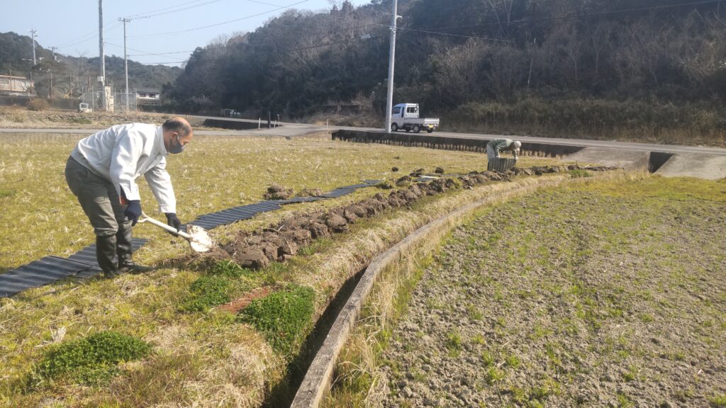 中島田の新しい古代蓮ほ場の整備作業