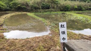 中島田の花ハスほ場（2022/5/14）