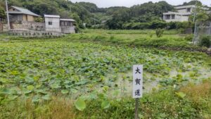 島田小学校横の古代蓮2022/6/18