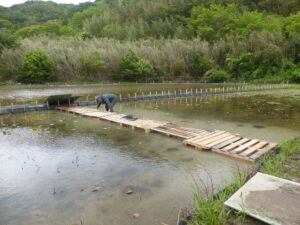 旧島田小学校周辺蓮園の遊歩道作り