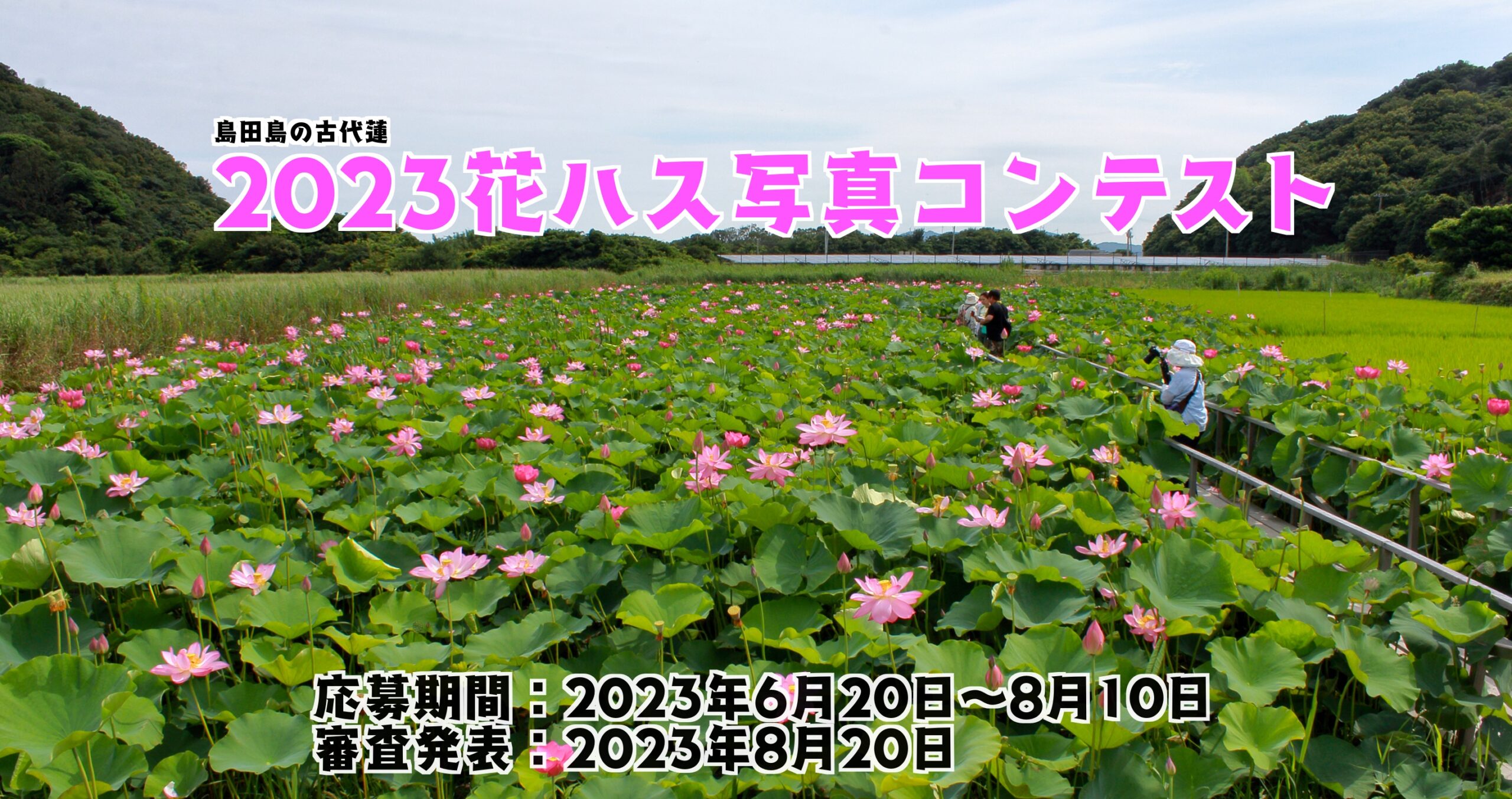 2023花ハス写真コンテスト | 島田島の古代蓮