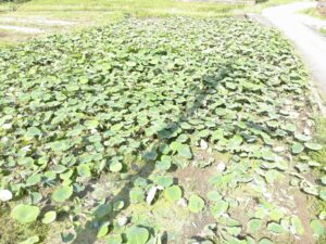 島田小学校横の古代蓮