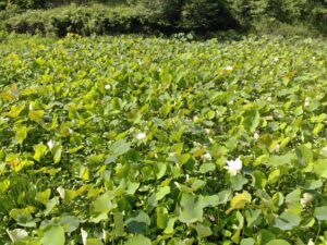 島田小学校周辺の花ハス