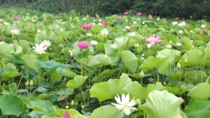 島田小学校周辺の花蓮