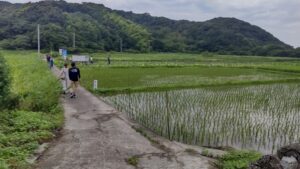 大島田の古代蓮