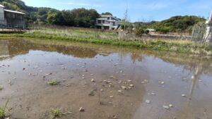 tonaru島田横の古代蓮