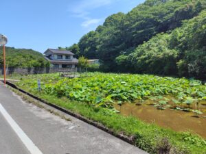 れんこんハウス前の古代蓮（大賀蓮）