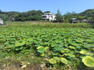 tonaru島田（旧島田小学校）横の古代蓮（大賀蓮）