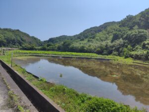 れんこんハウスから先にある花ハス