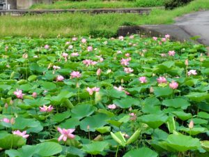 旧島田小学校横の古代蓮（大賀蓮）