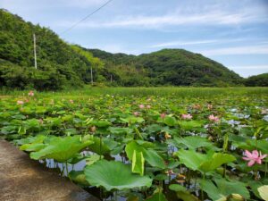 大島田の古代蓮（大賀ハス）