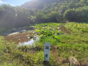 れんこんハウス周辺の花ハス