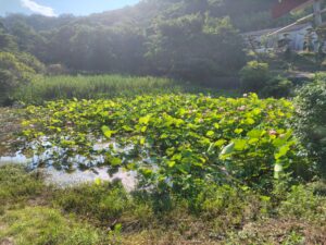 れんこんハウス周辺の花ハス