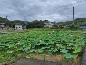 島田小学校周辺の古代蓮