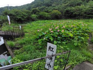 れんこんハウス周辺の花ハス