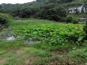 れんこんハウス周辺の花ハス