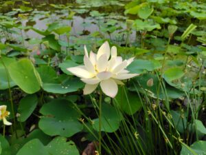 れんこんハウス周辺の花ハス