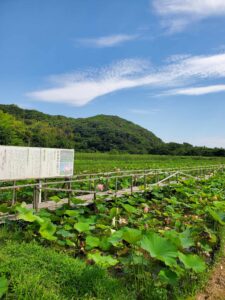 大島田の古代蓮