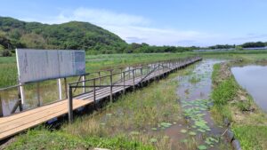 島田島の古代蓮