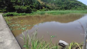 島田島の古代蓮