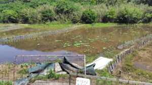 島田島の花ハス