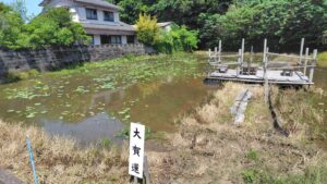 島田島の古代蓮