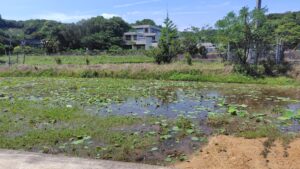 島田島の古代蓮