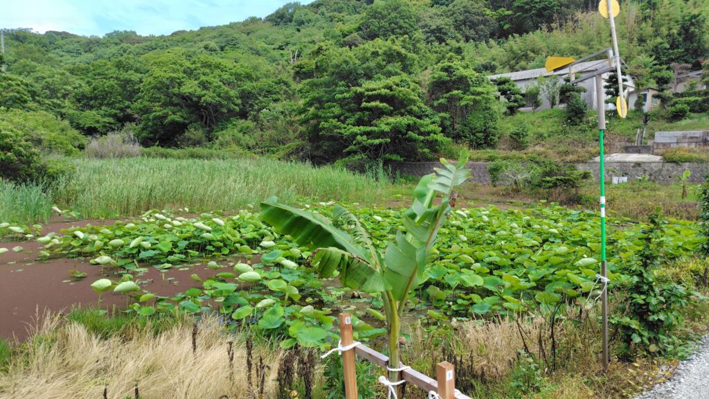 れんこんハウス周辺の花ハス