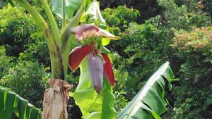 アイスクリームバナナの花