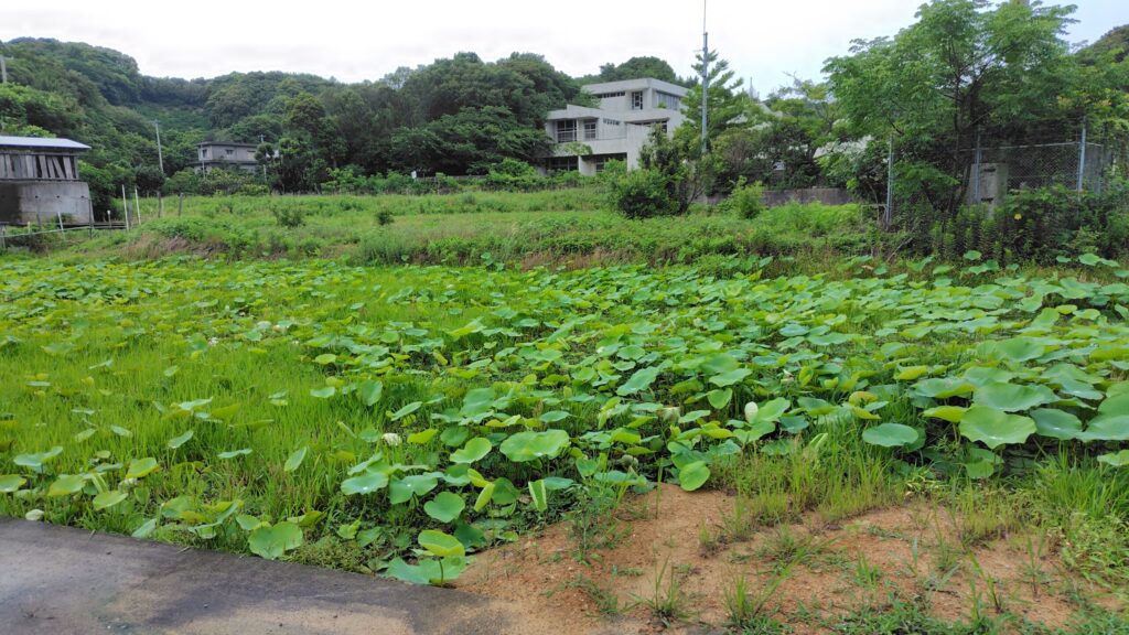 旧島田小学校手前の古代蓮