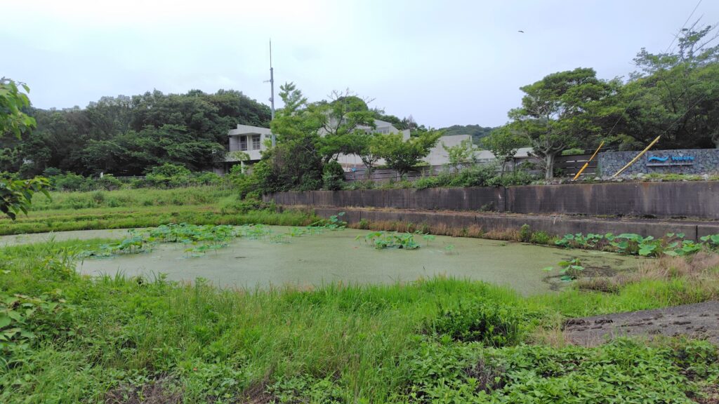 旧島田小学校手前の花ハス