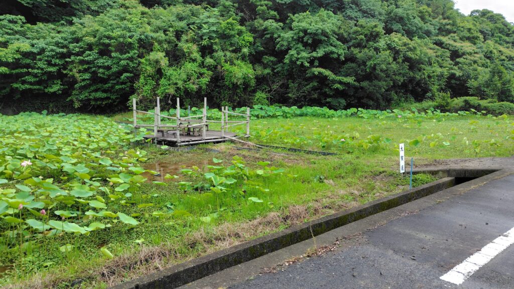 れんこんハウス前の古代蓮