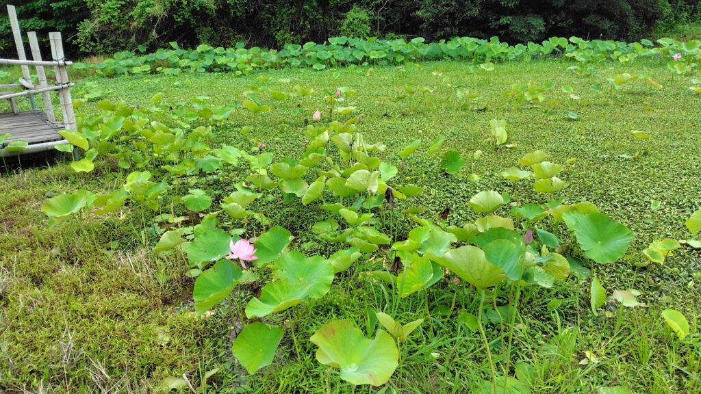 れんこんハウス前の古代蓮