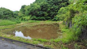 れんこんハウス周辺の古代蓮