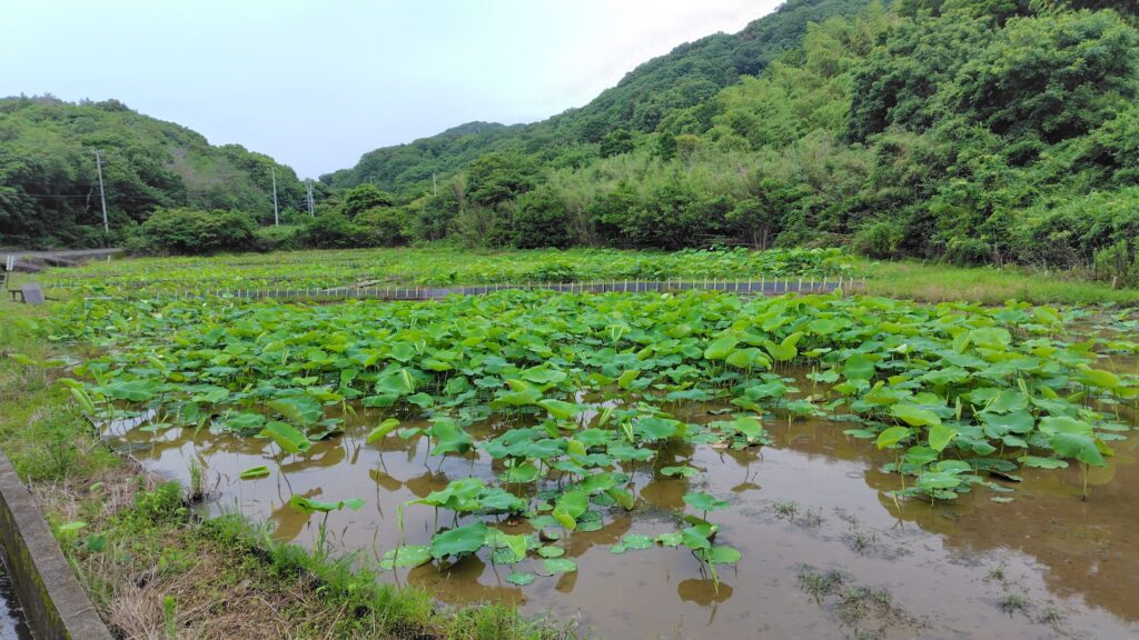 れんこんハウス周辺の花ハス