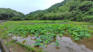 れんこんハウス周辺の花ハス
