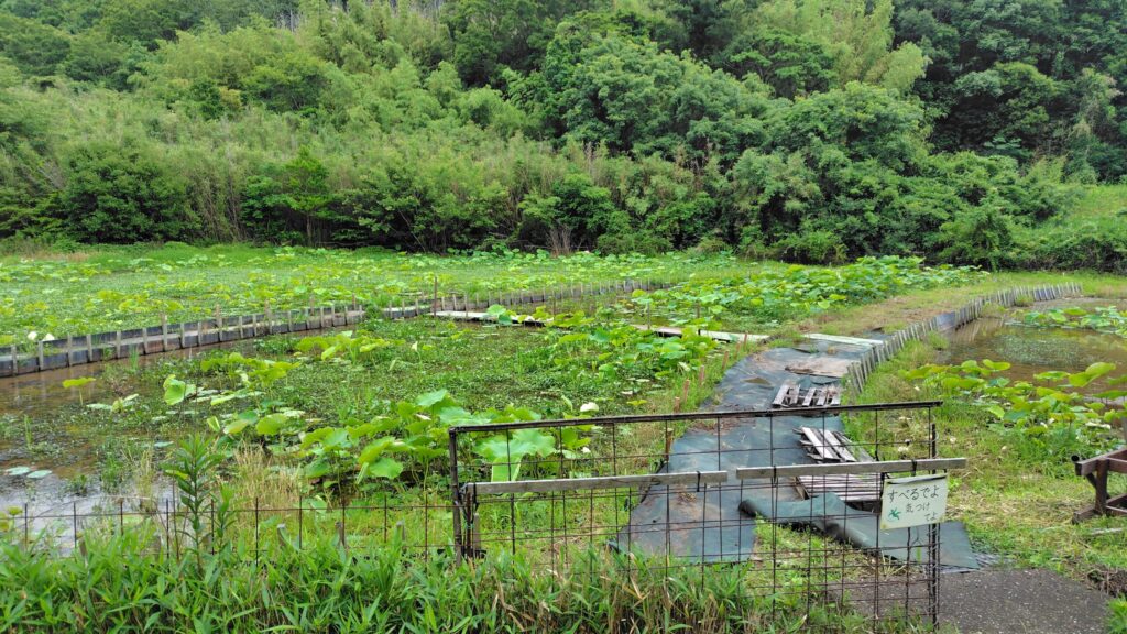 れんこんハウス周辺の花ハス