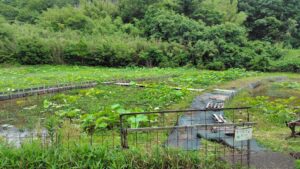 れんこんハウス周辺の花ハス