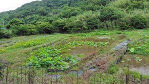 れんこんハウス周辺の花ハス