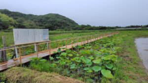 桟橋の古代蓮