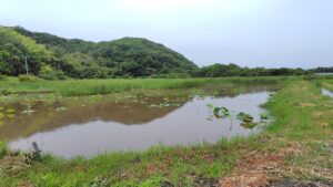 水路横の古代蓮