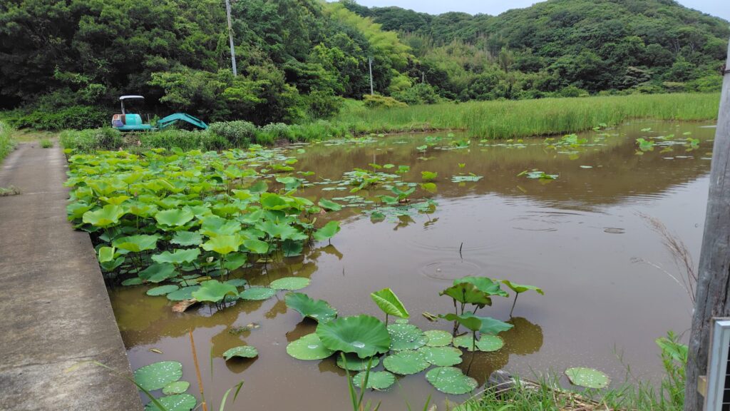 水路横の古代蓮
