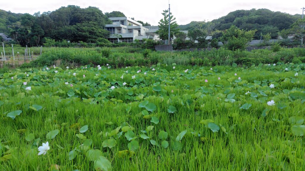 旧島田小学校手前の古代蓮