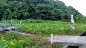 れんこんハウス前の古代蓮