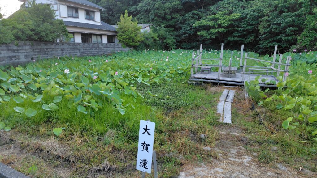 れんこんハウス前の古代蓮