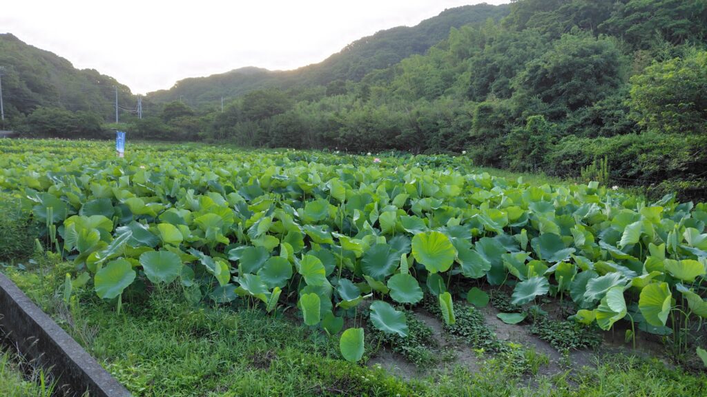 れんこんハウス周辺の花ハス