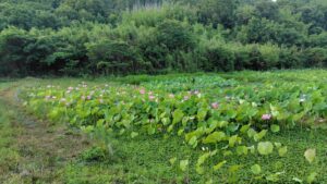れんこんハウス周辺の花ハス
