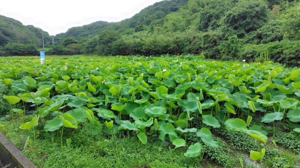花ハス